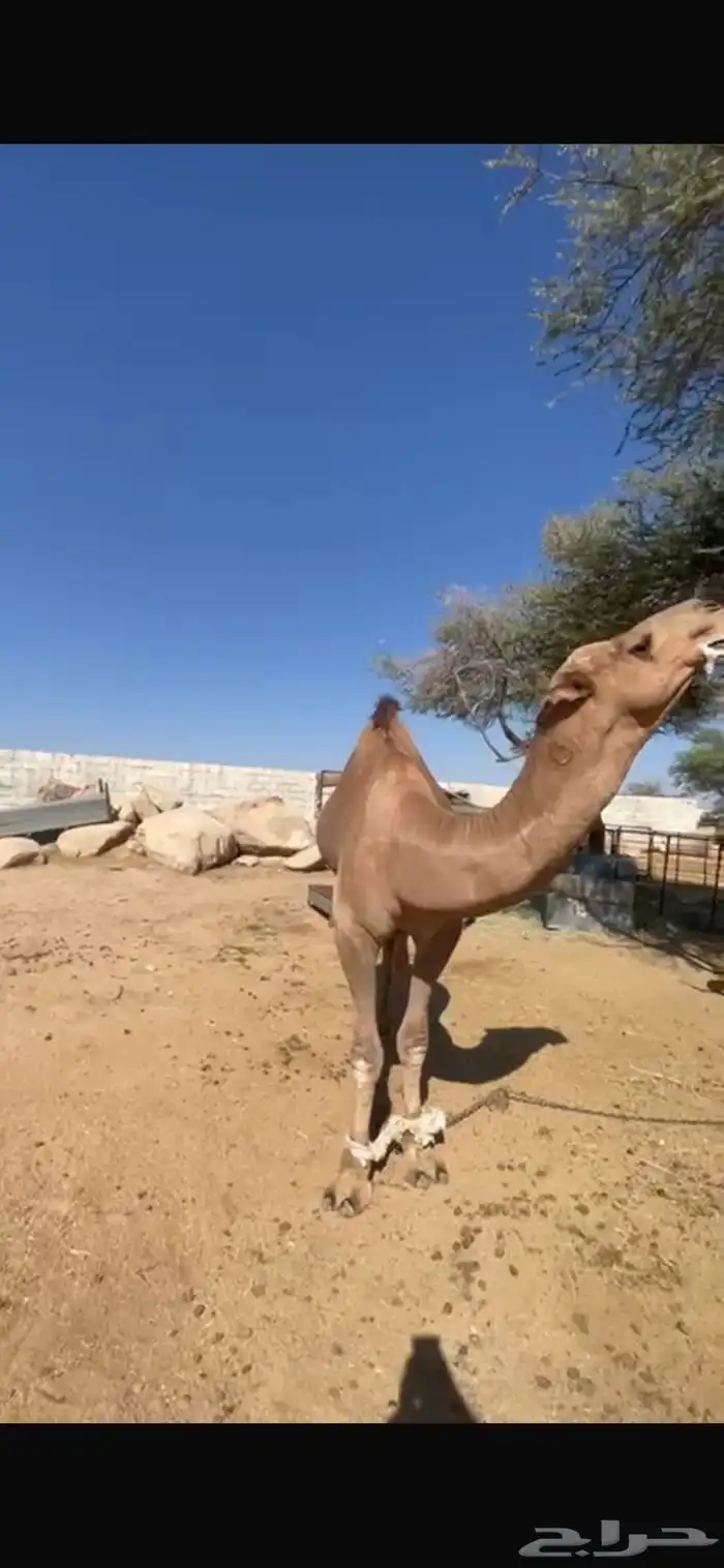 فحل إبل أحمر كفو 2