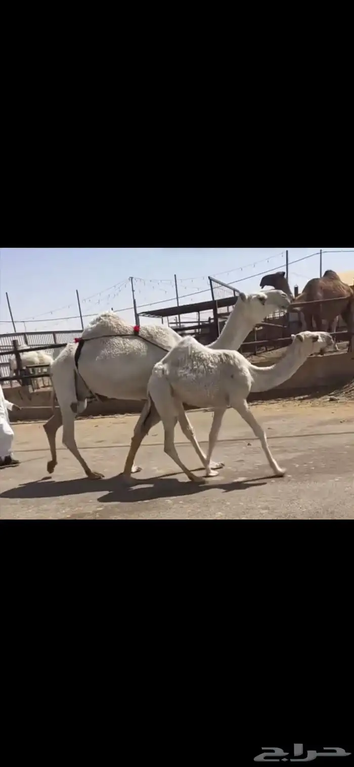عشرا تحتها بكره وضريبه رباع 2