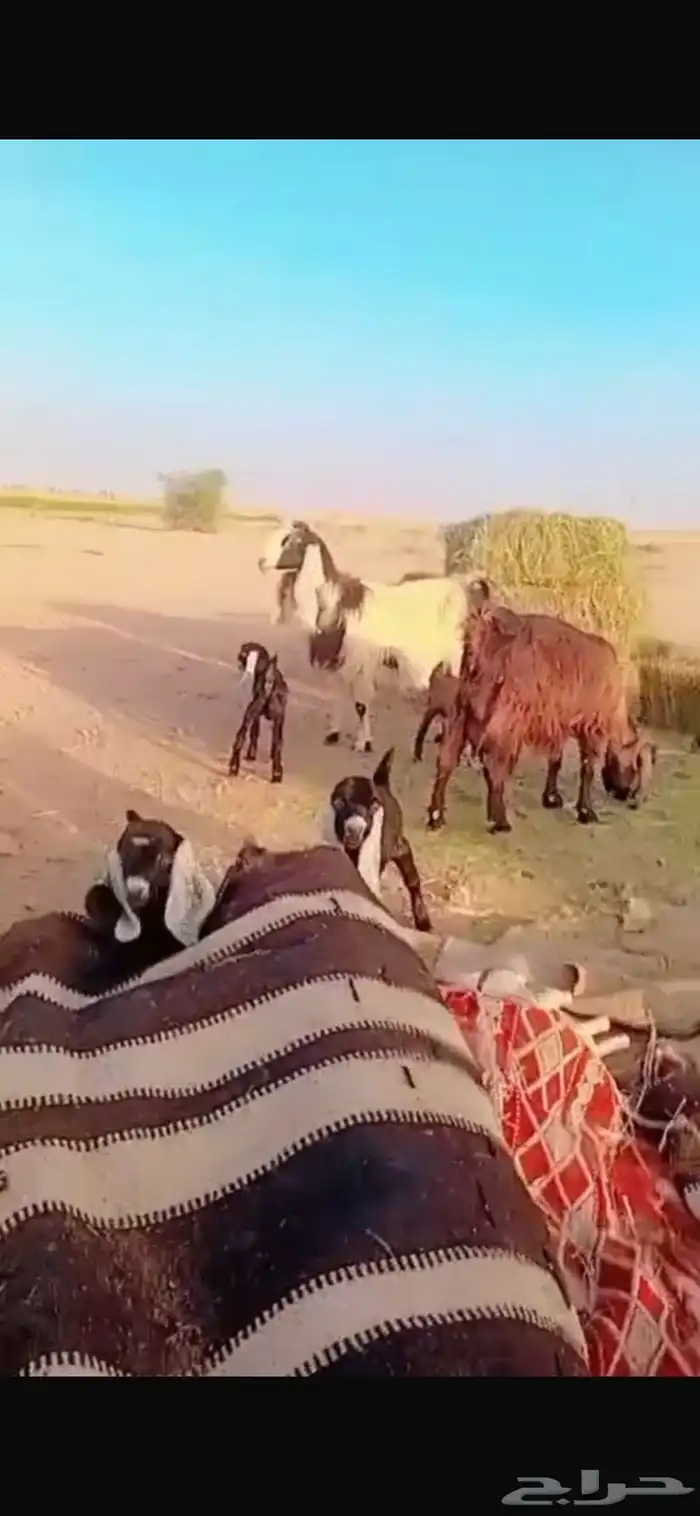 3 معزا معهم 6 ( تم البيع ) 0