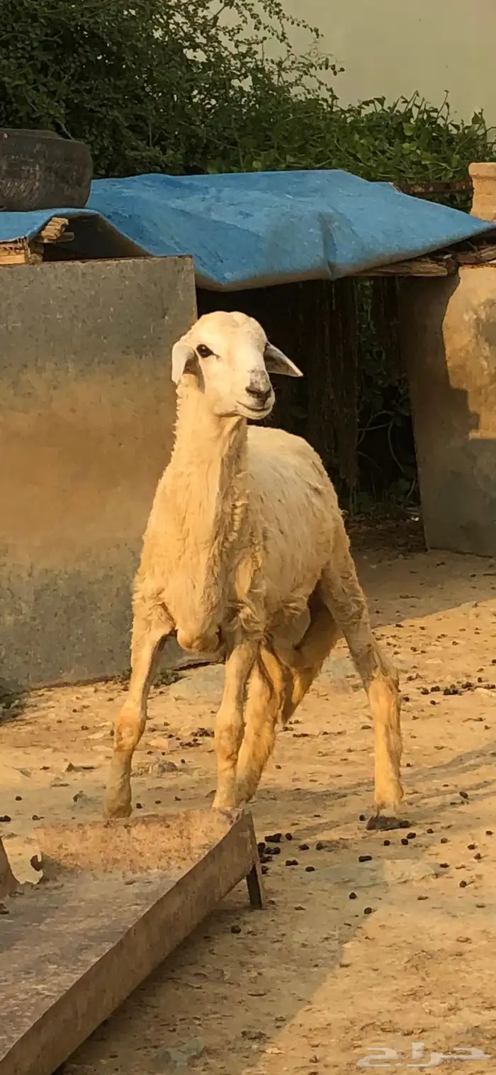 خروف شحم ولحم على حليب امه عمره حول ثلاثة شهور تقريب ا 2