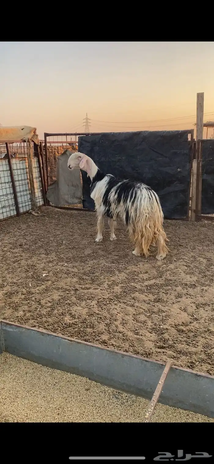 للبيع شاه نجديه فاخره وخصم الخصم .. 2