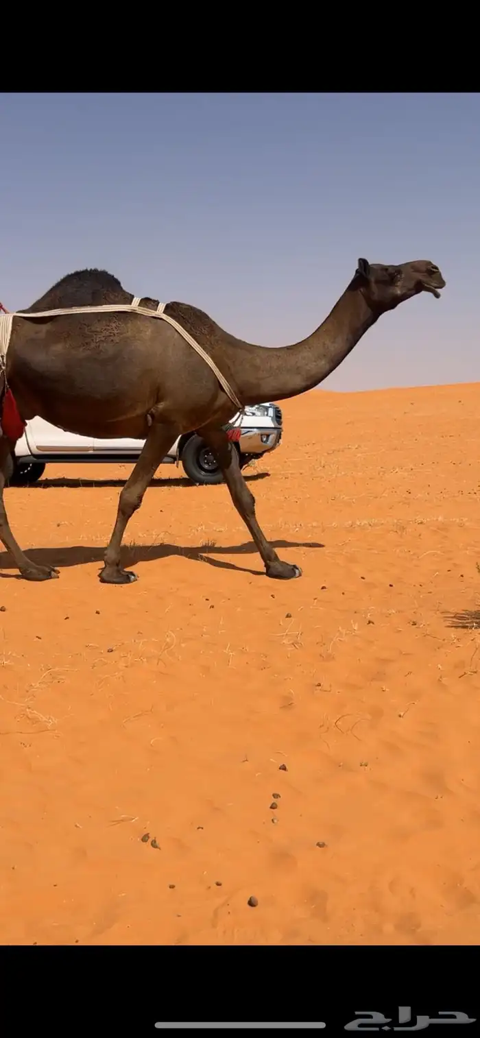 ابل مجاهيم للبيع 2