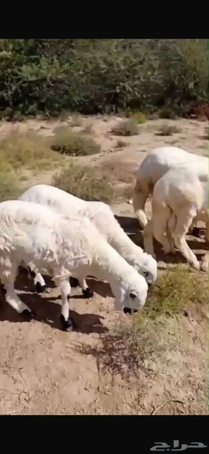 ذبايح طليان سواكن بيض شبيه الحري فاخر من الاخر 3