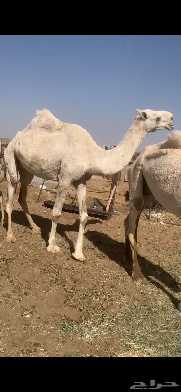 ابل لقحات وضرائب وضح للبيع 1