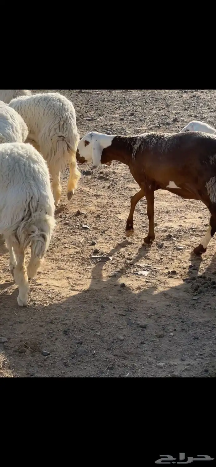 رخلين سواكن ثنايا 3