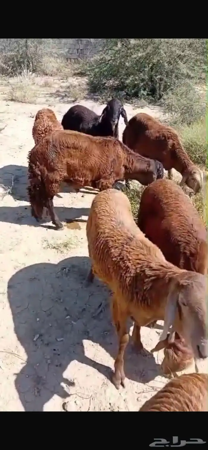 ذبايح طليان سواكن بيض شبيه الحري فاخر من الاخر 5