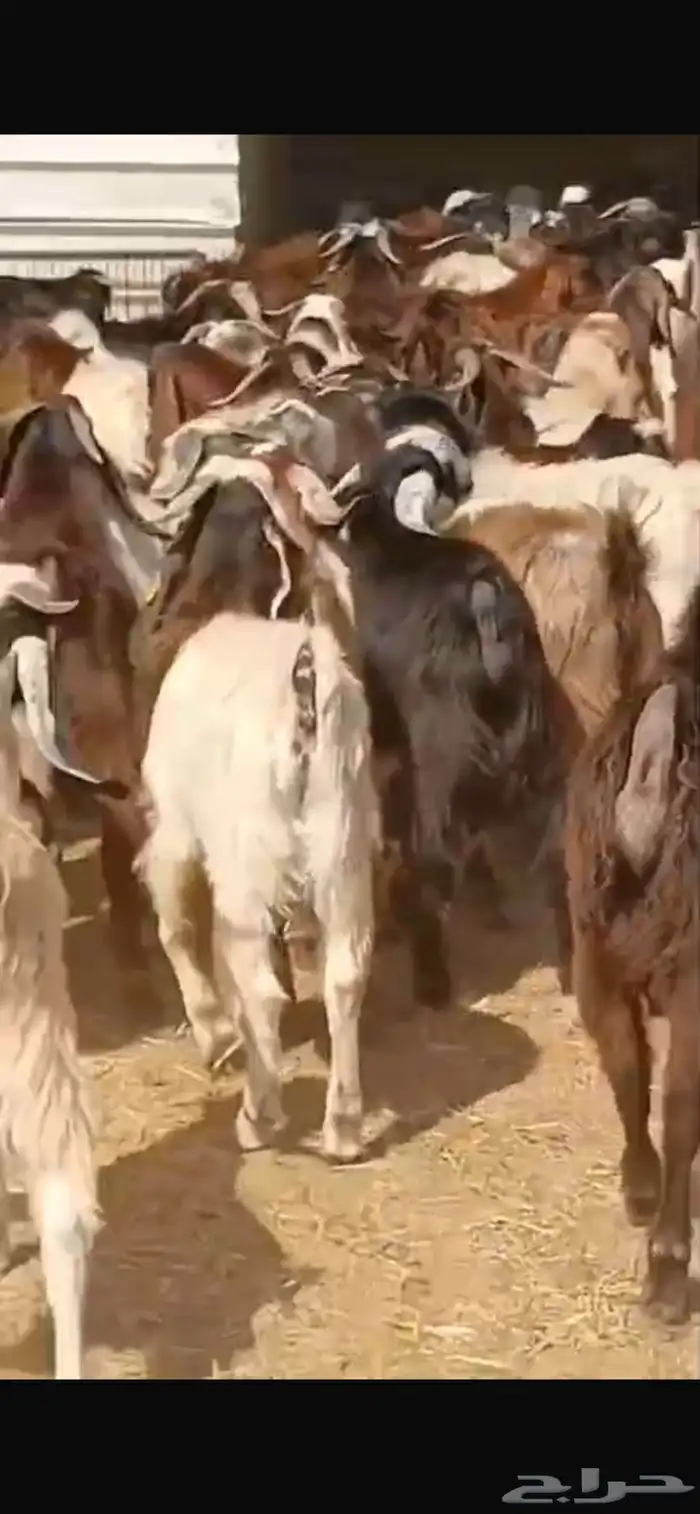 غرب الرياض طريق مكه المكرمه تقاطع مع نجم الدين سوق الجربوع 8