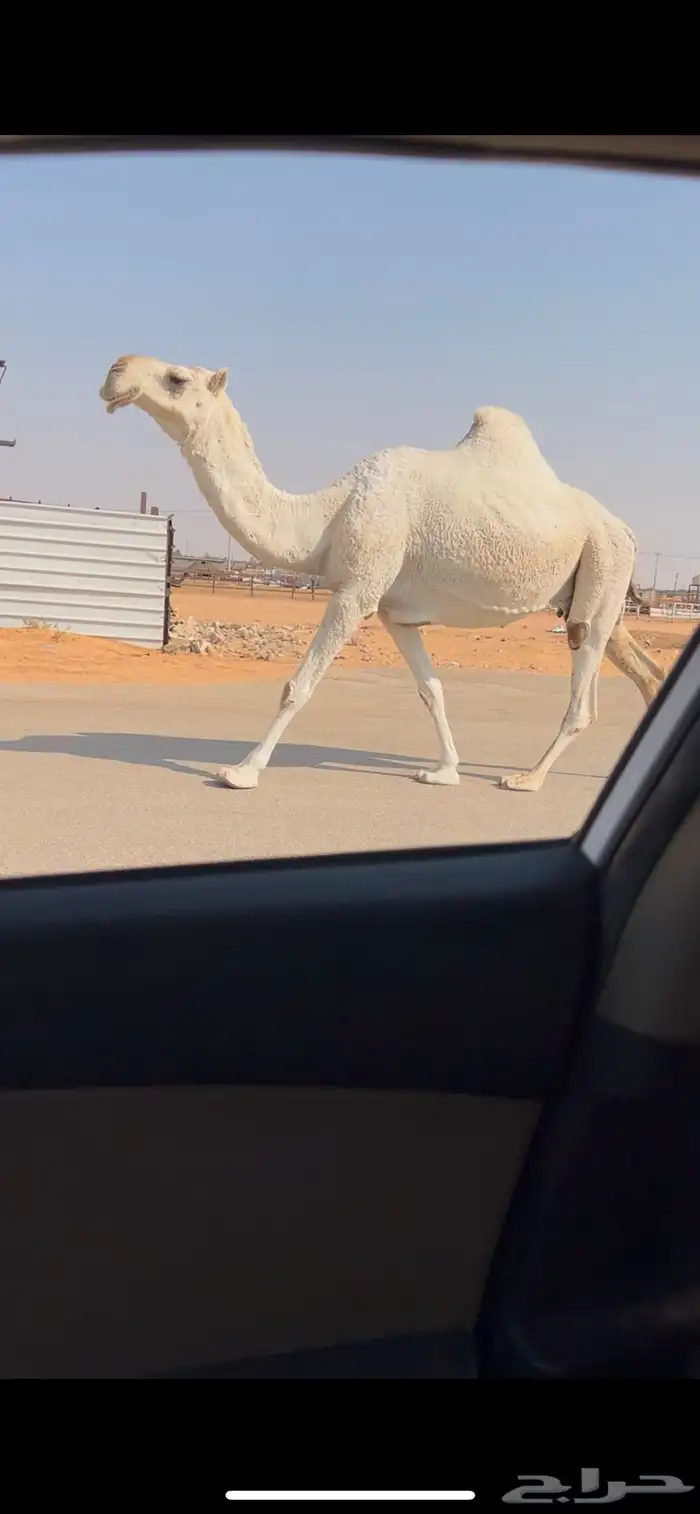 لقحه وضحا طيبه لقحه على باتلي طيب 1