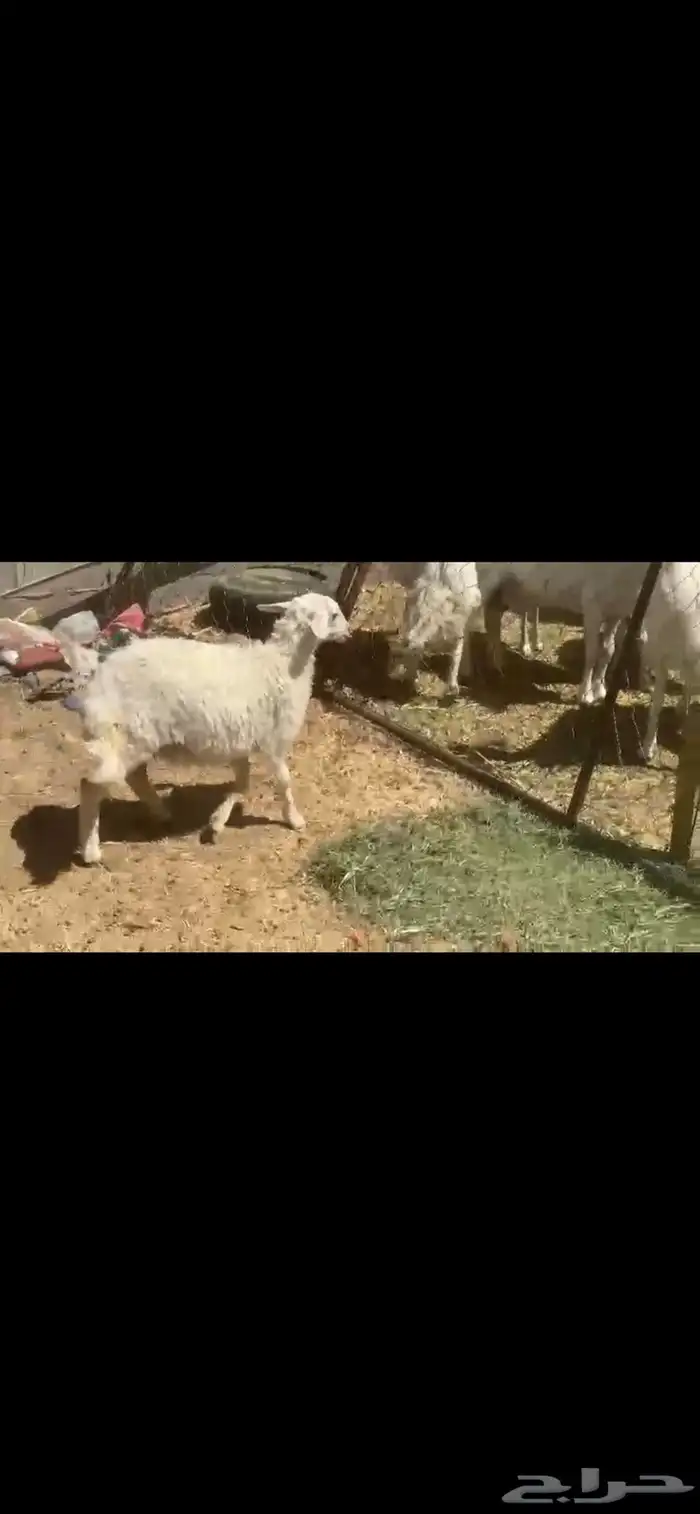 رخل كفو 0