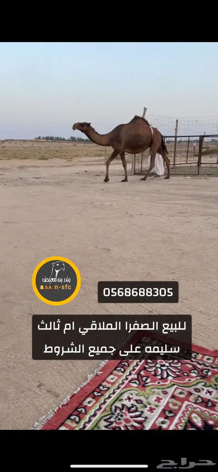 للبيع الملاقي وكل علومها فالصوره 0