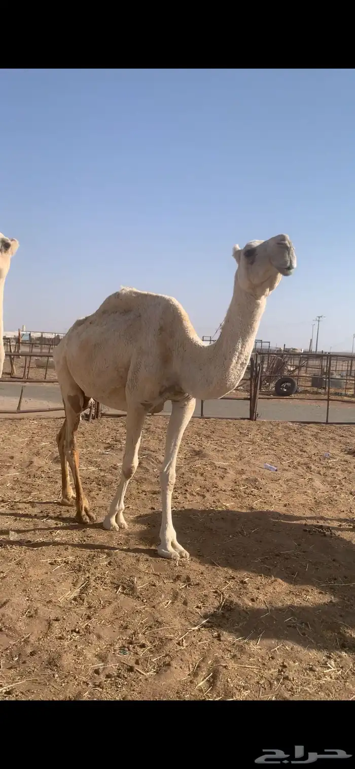 ابل لقحات وضرائب وضح للبيع 3