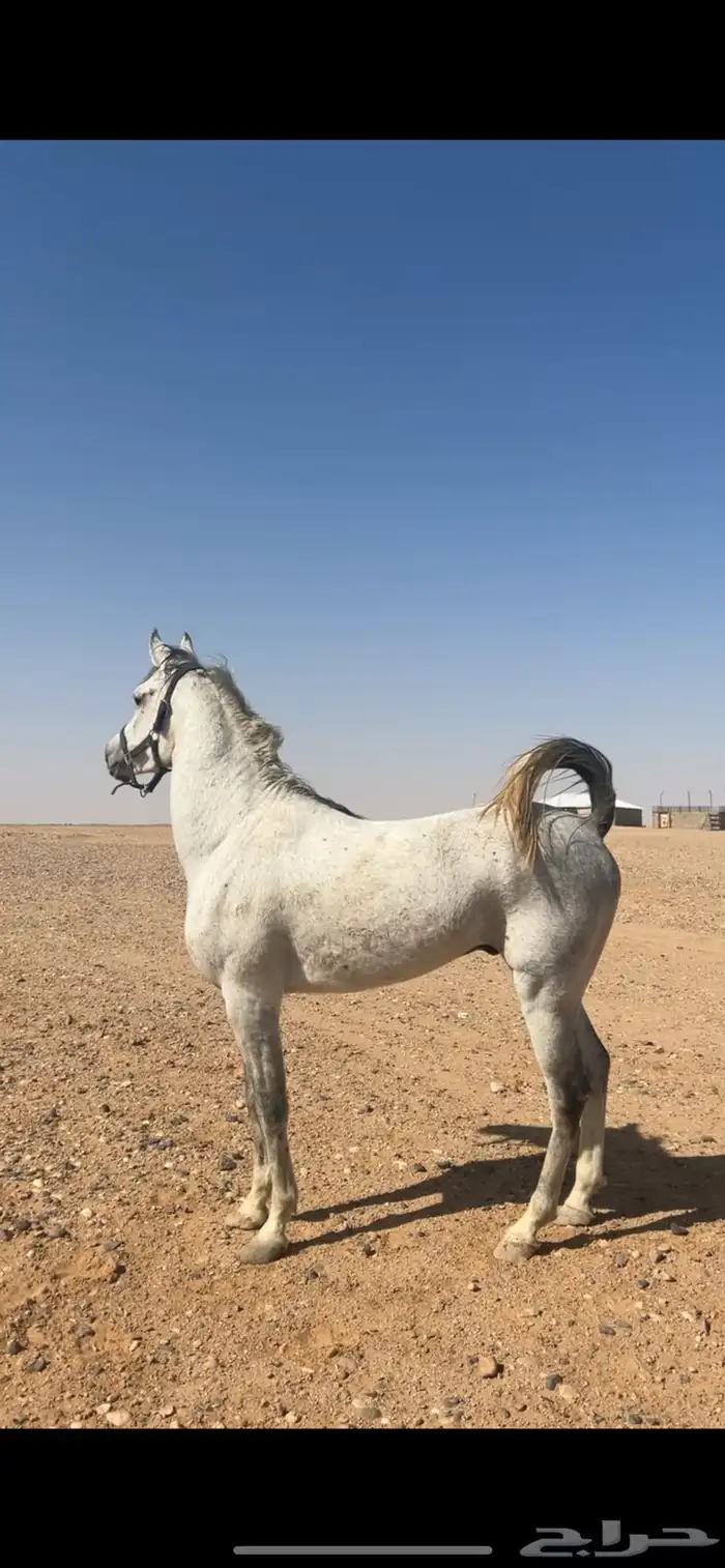 حصان شعبي شيخ 0