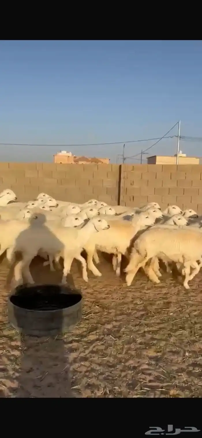 رخال حرش صنف درجه اولى 0