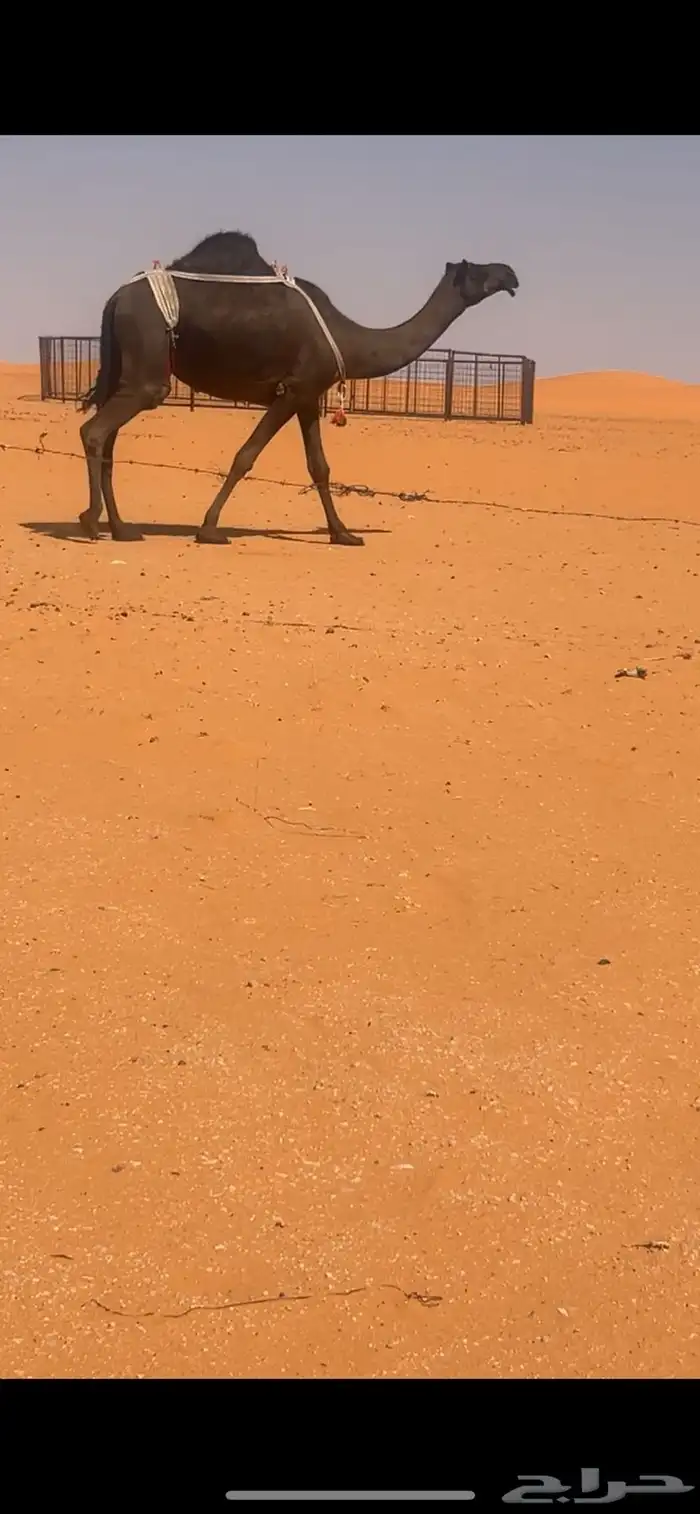 ابل مجاهيم للبيع 4