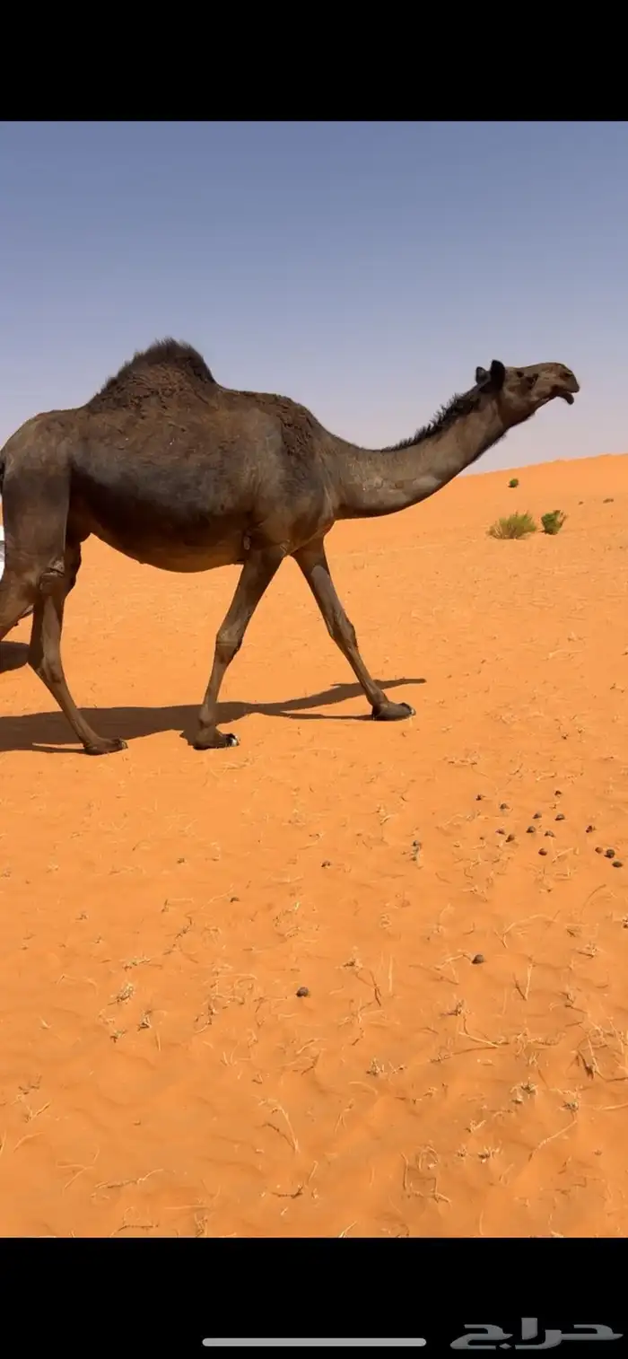ابل مجاهيم للبيع 0