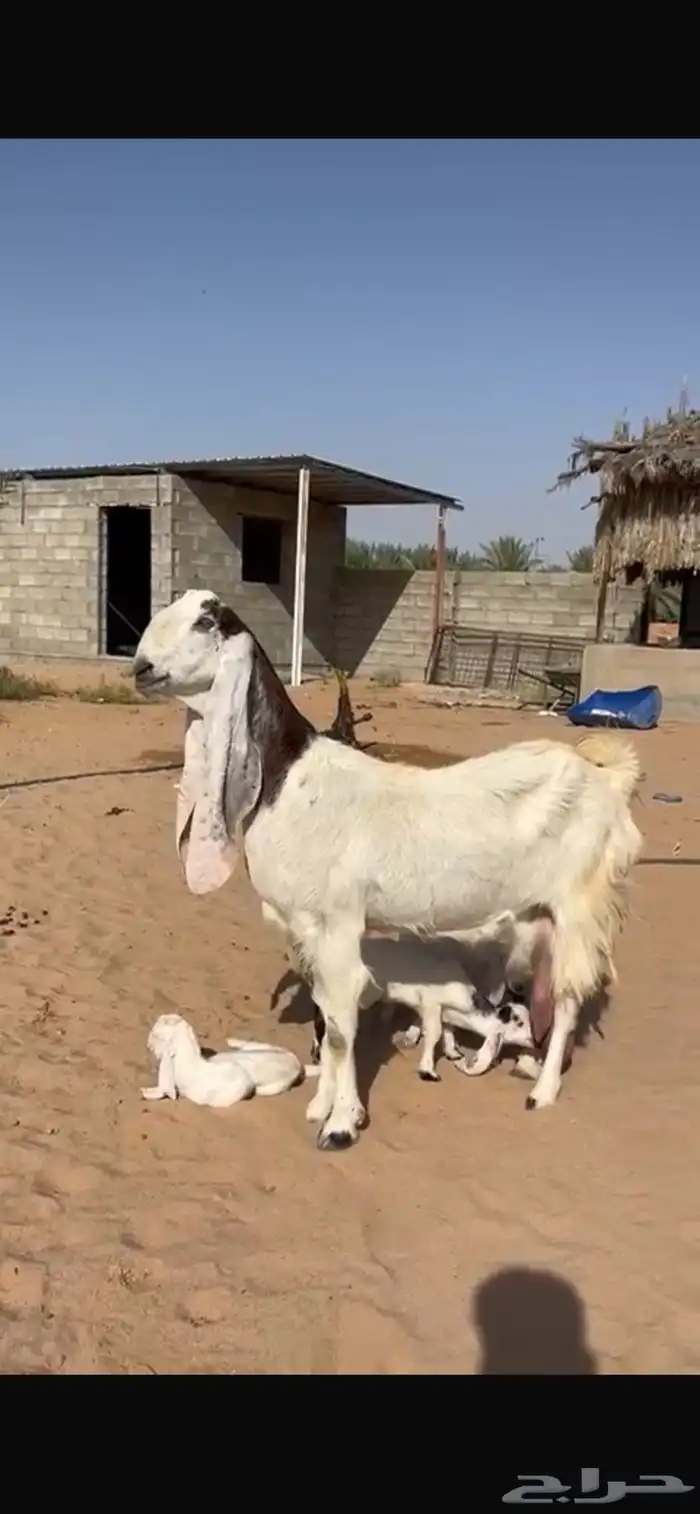 للبيع عنز متوم معها 3 0