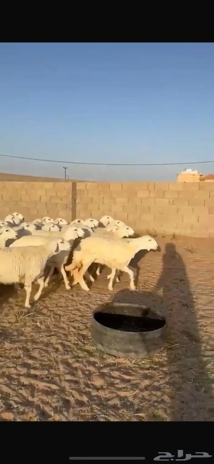 رخال حرش صنف درجه اولى 1