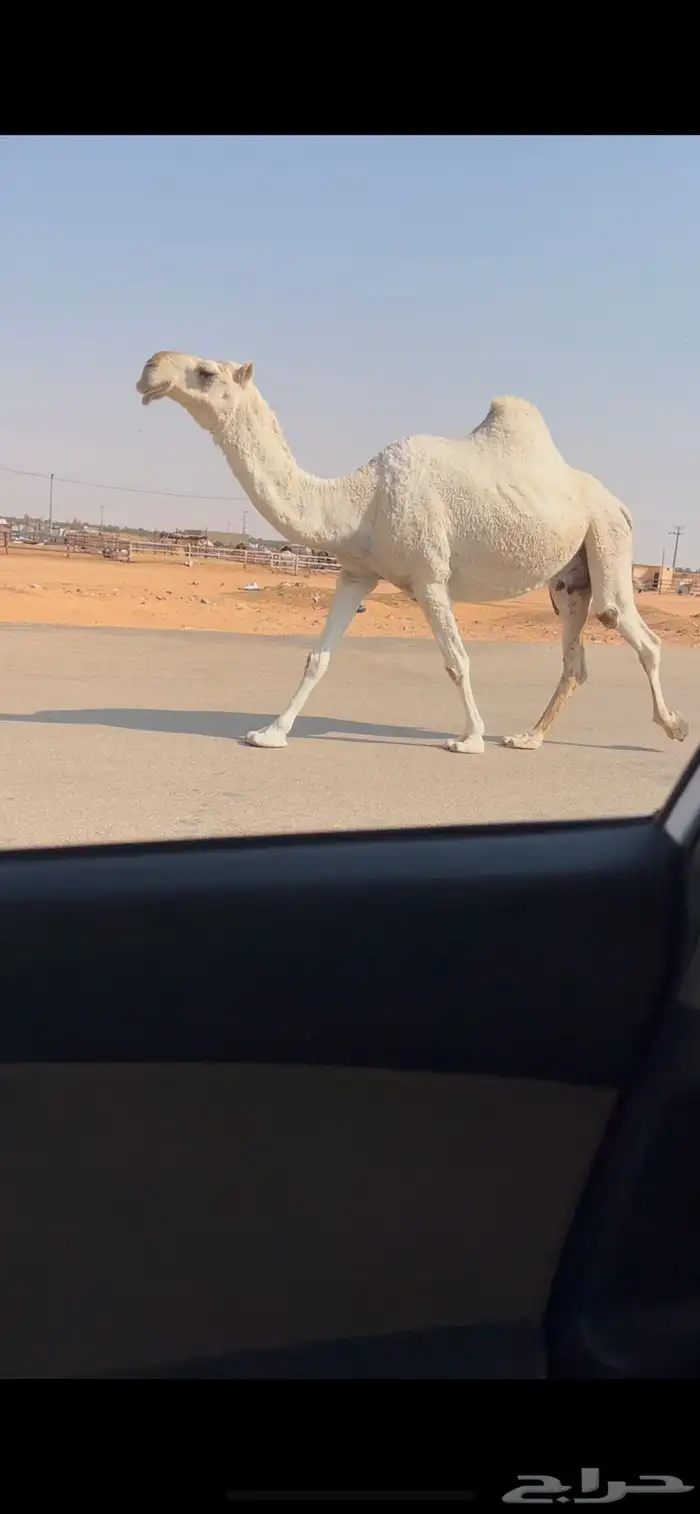 لقحه وضحا طيبه لقحه على باتلي طيب 0