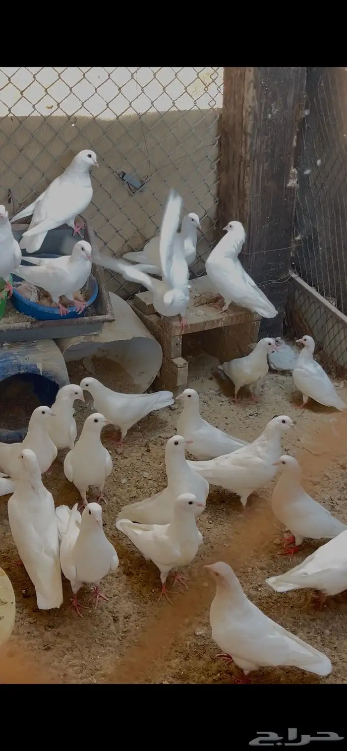 حمام لحم 1