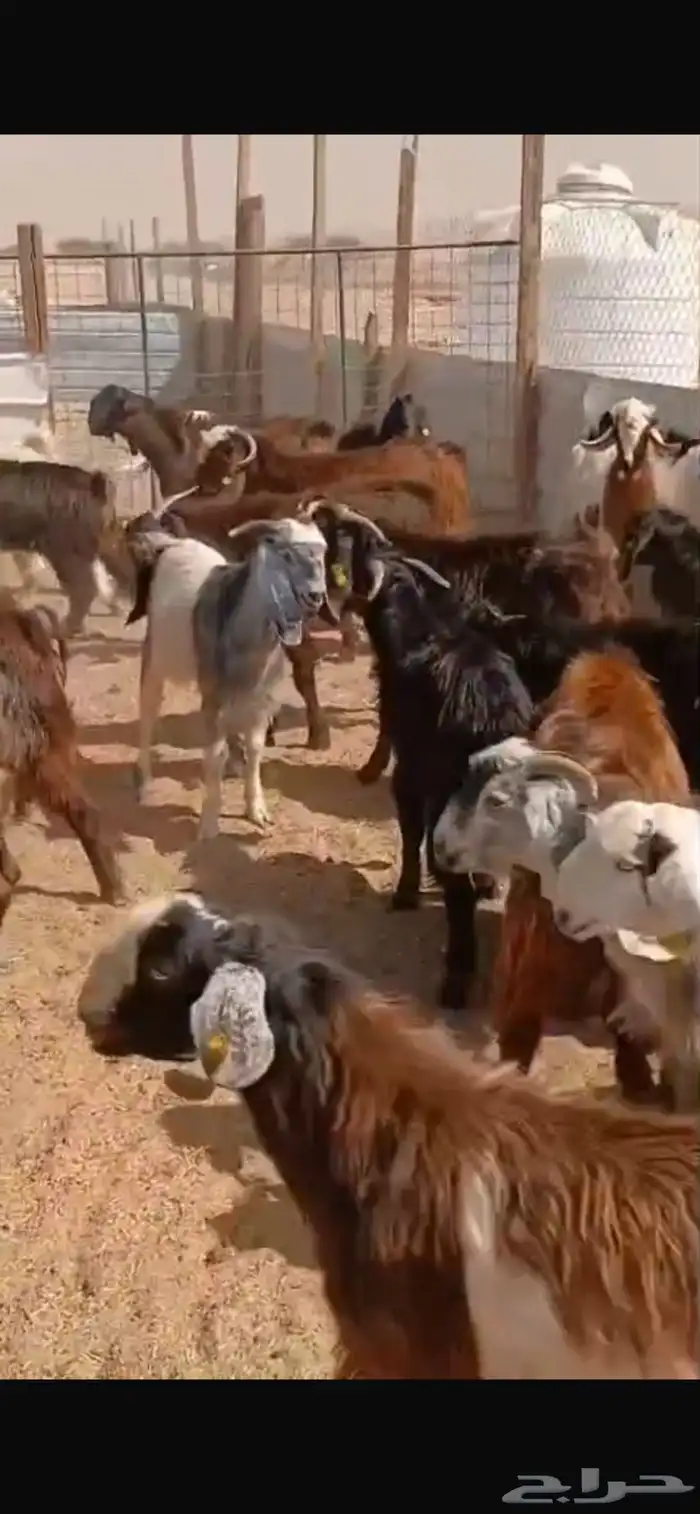 غرب الرياض طريق مكه المكرمه تقاطع مع نجم الدين سوق الجربوع 4