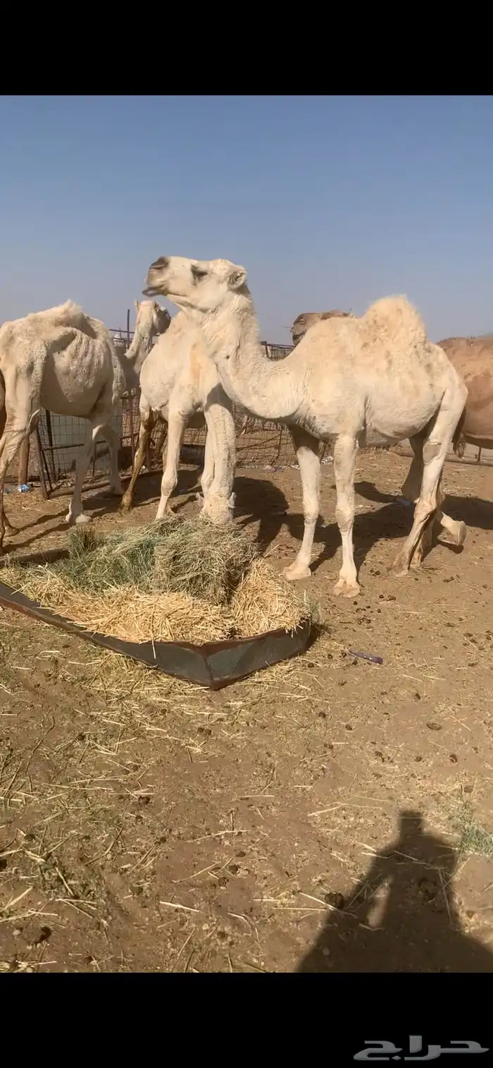 ابل لقحات وضرائب وضح للبيع 5