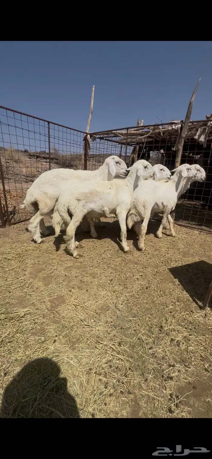 طليان الإعمار من 8 إلى 9 شهور فاخرات مشاريع فحول اربع 4