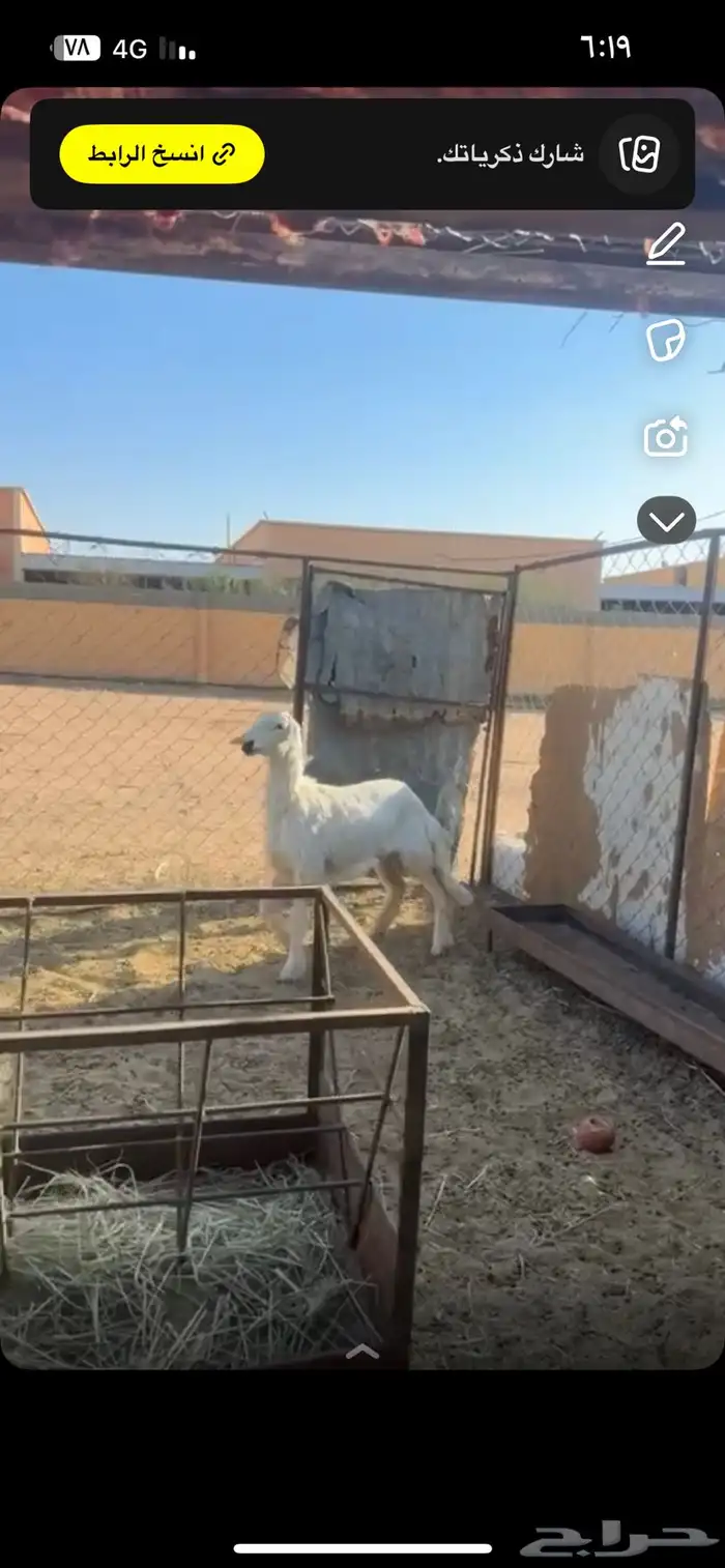 رخل كفو كفو 0
