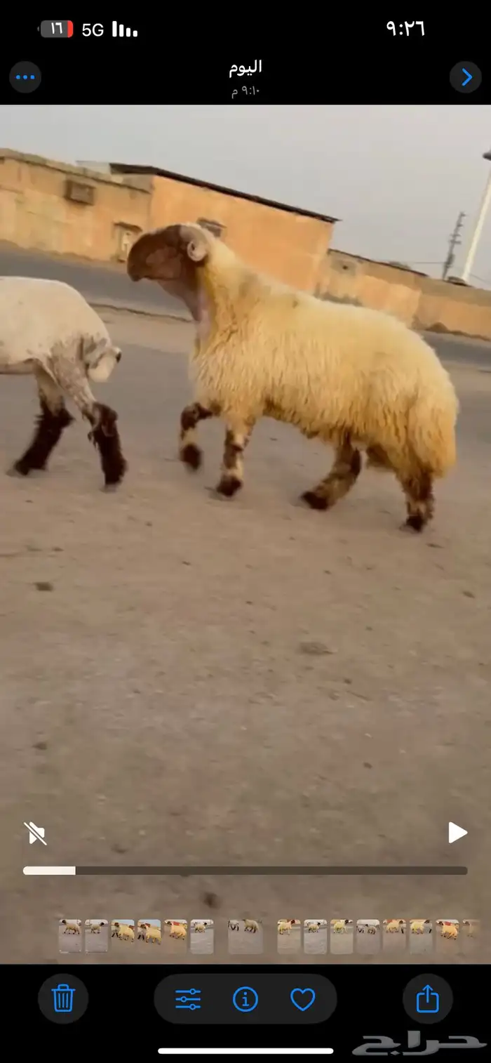 جدعان نعيم صنف فاخر للبيع 5