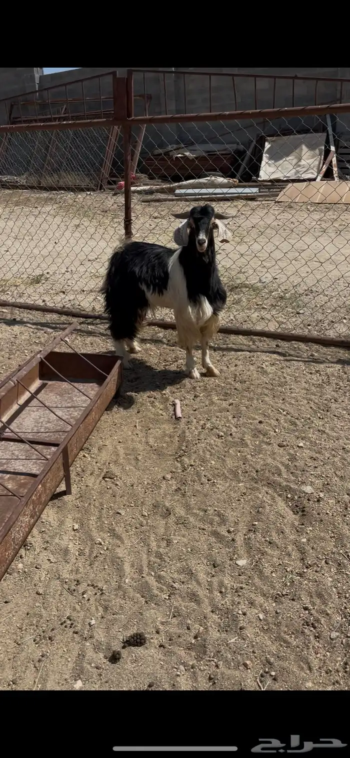 تيس فحل عربي 1