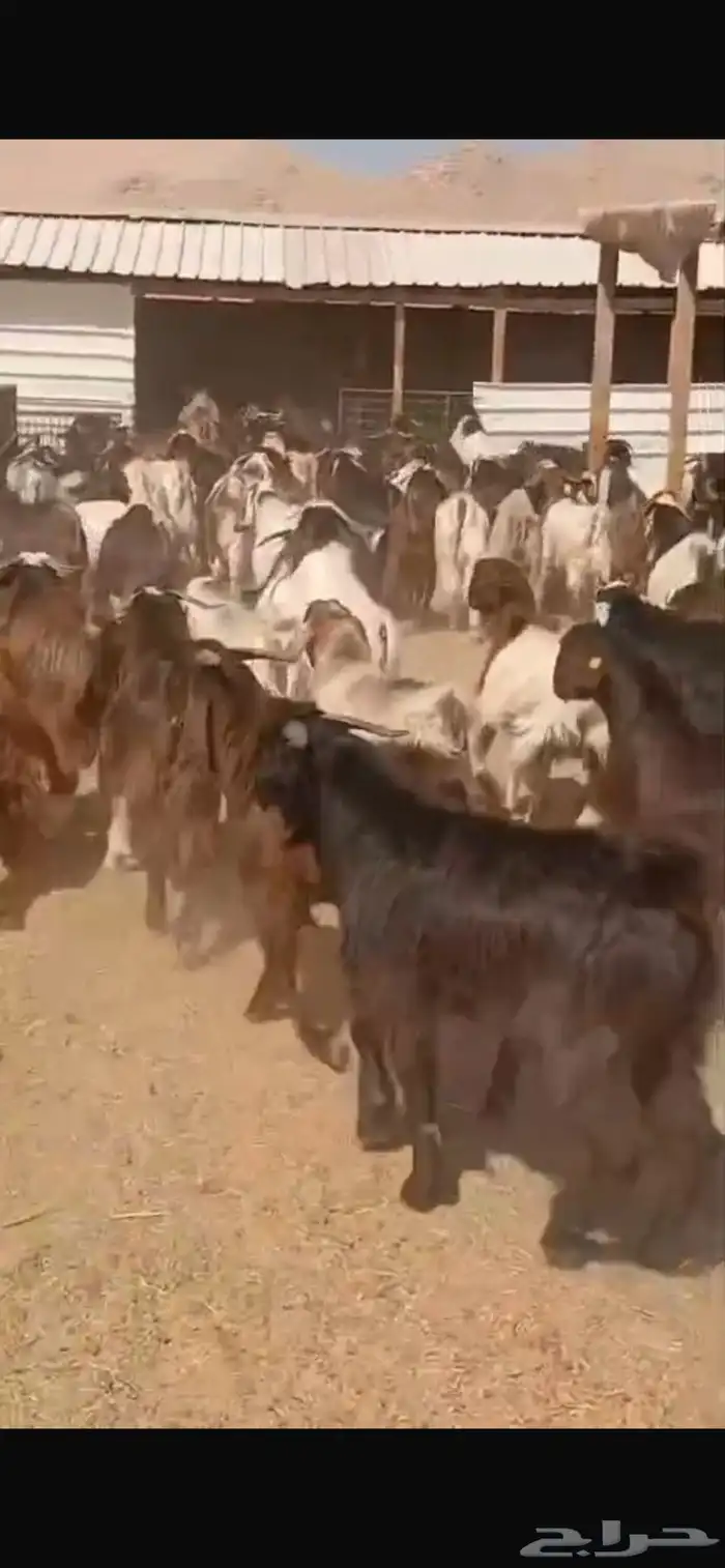 غرب الرياض طريق مكه المكرمه تقاطع مع نجم الدين سوق الجربوع 6