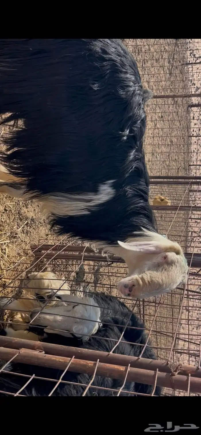 فحل نجدي صنف 4