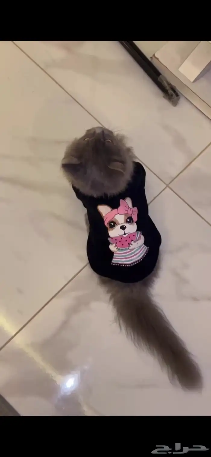 قطو ذكر شيرازي عمر سنه للبيع 1