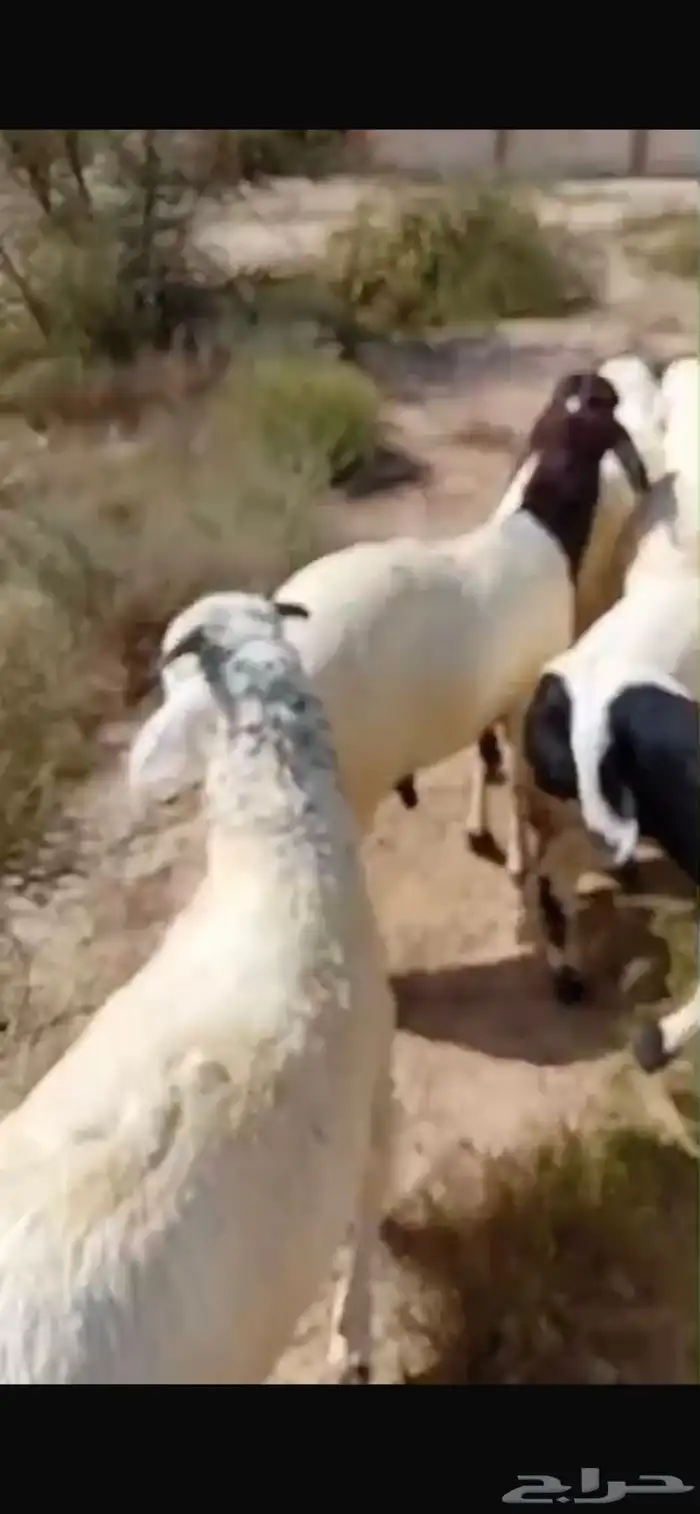 ذبايح طليان سواكن بيض شبيه الحري فاخر من الاخر 1