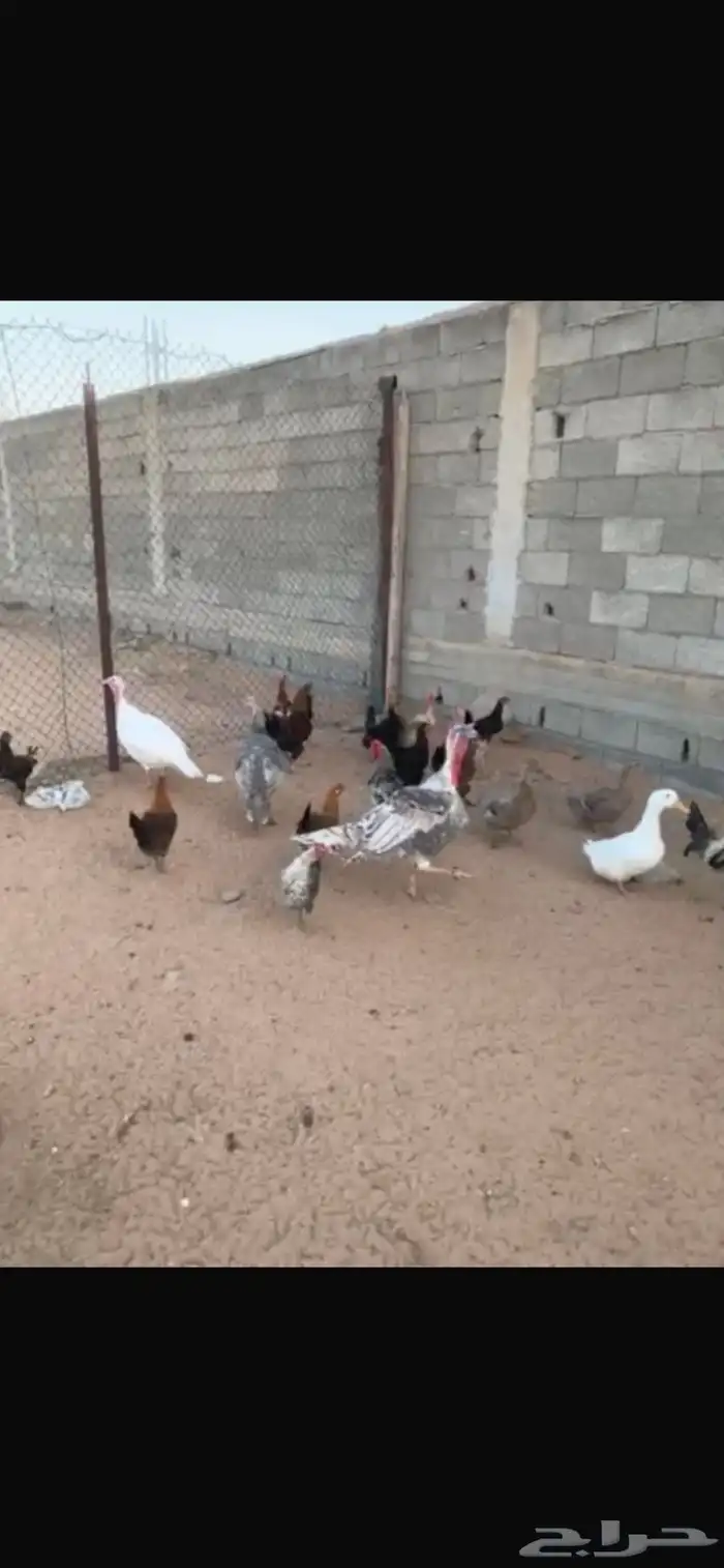دجاج 0