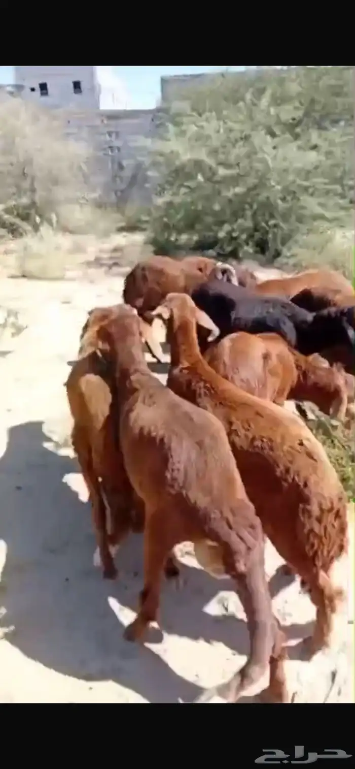 ذبايح طليان سواكن بيض شبيه الحري فاخر من الاخر 4