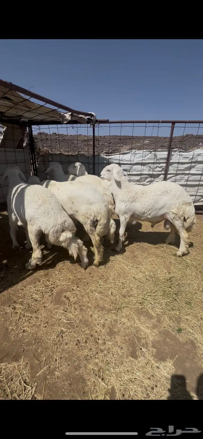 طليان الإعمار من 8 إلى 9 شهور فاخرات مشاريع فحول اربع 3