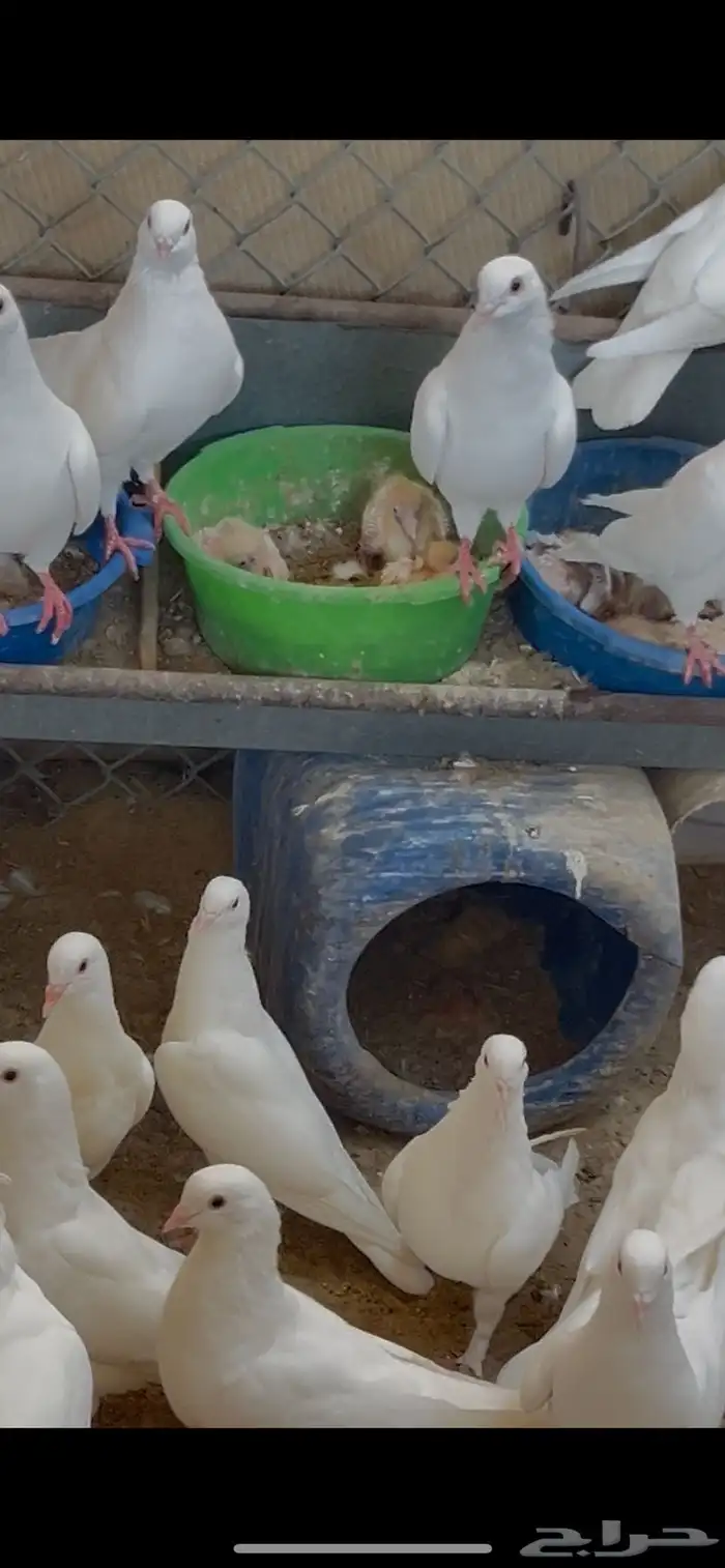 حمام لحم 2