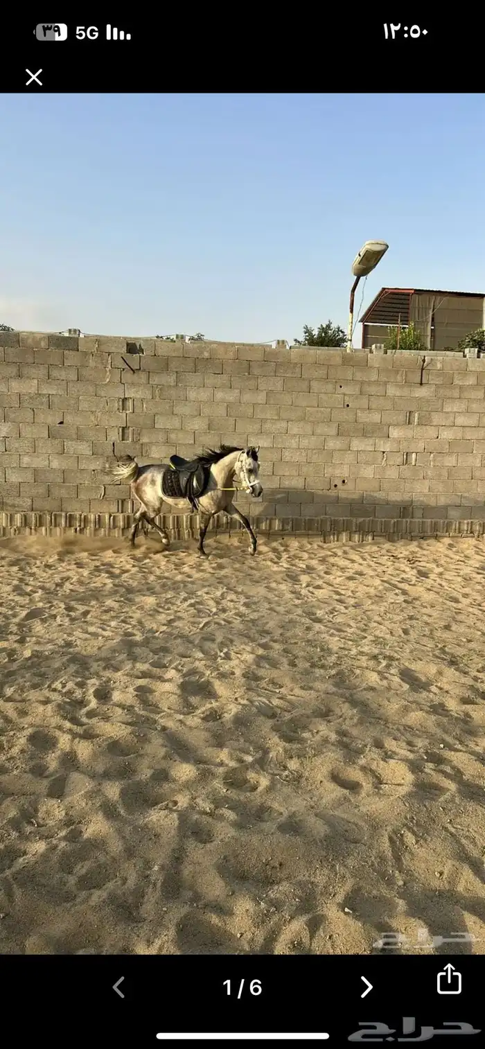 حصان واهو 2