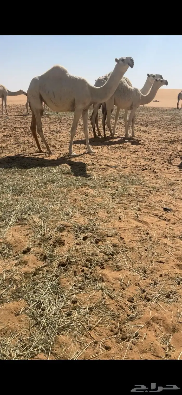 بكره مفروده باتليه 2