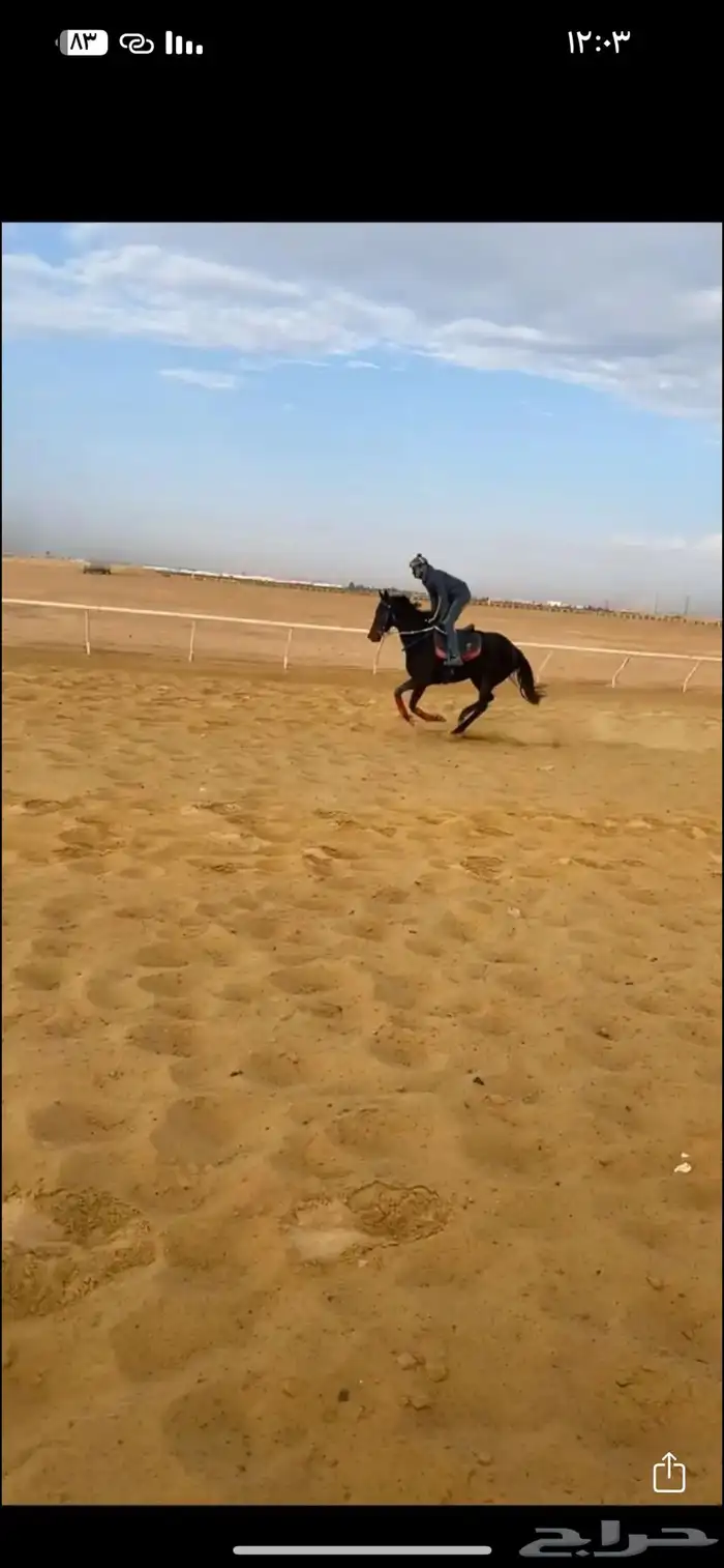 فرس انقليزي 5