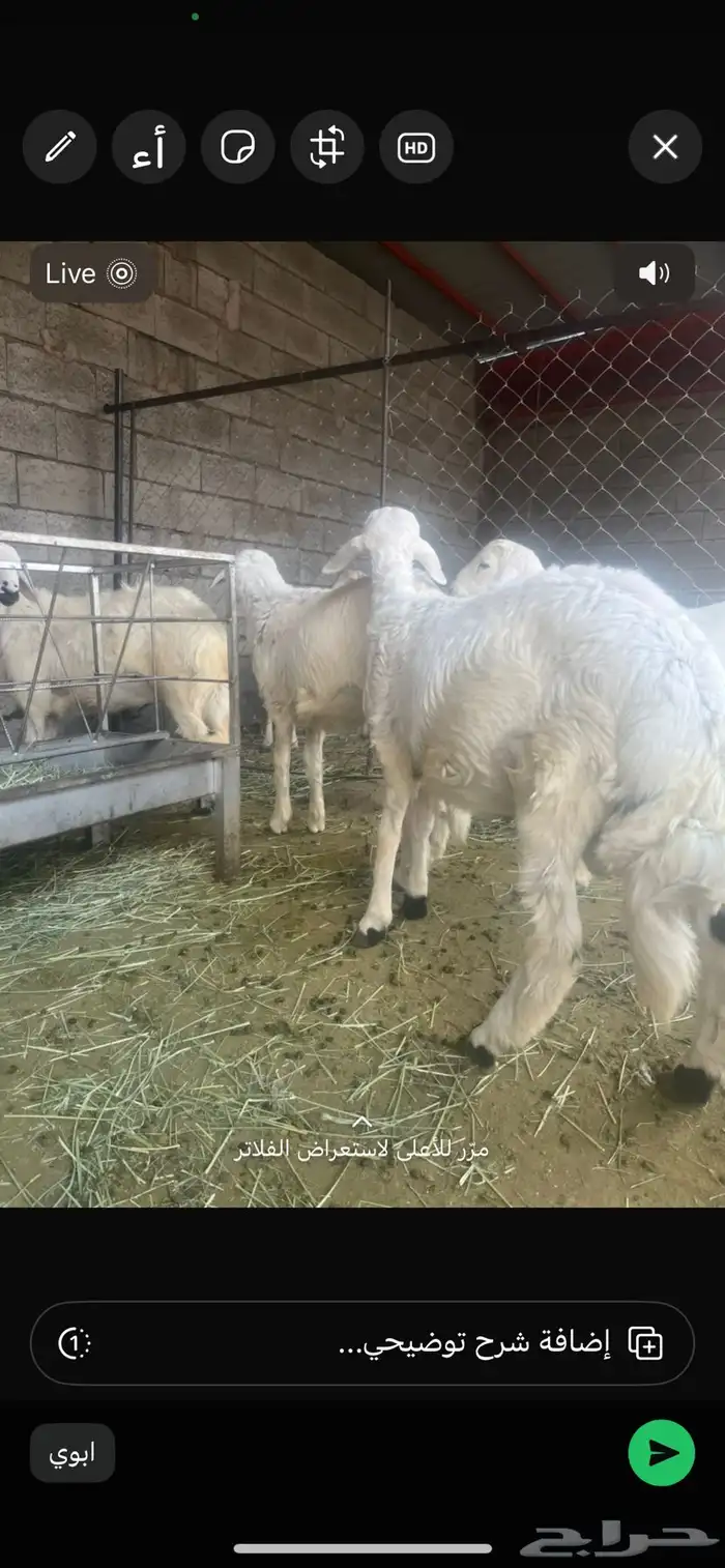 خروفين للبيع 5