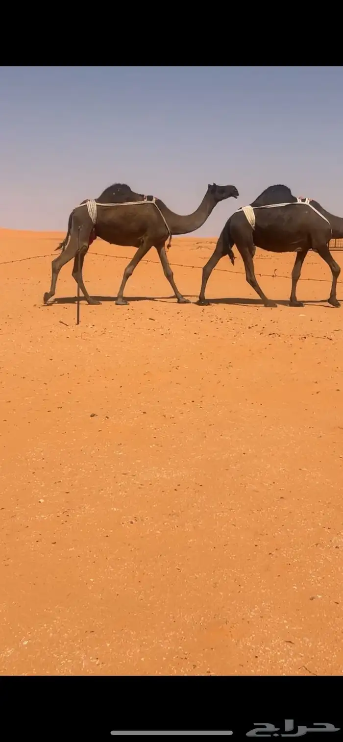 ابل مجاهيم للبيع 9