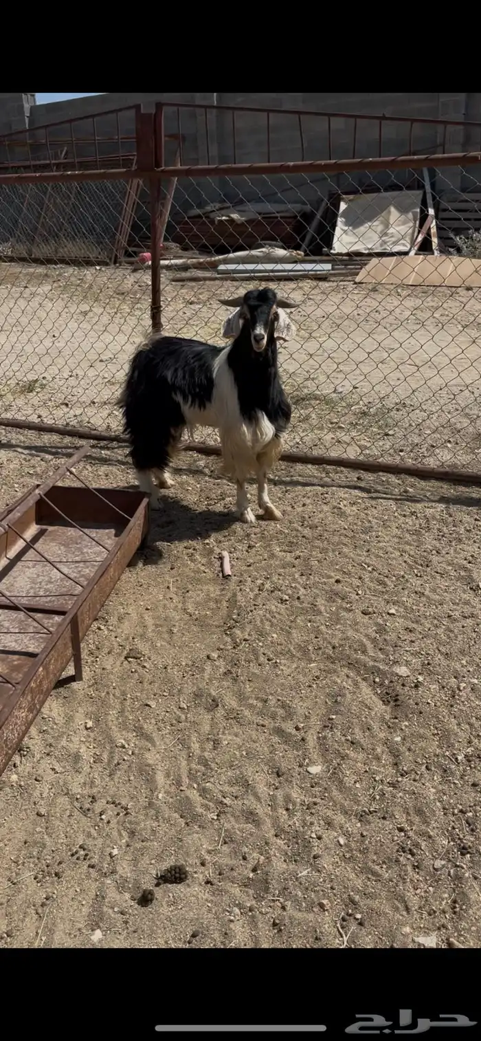 تيس فحل عربي 0