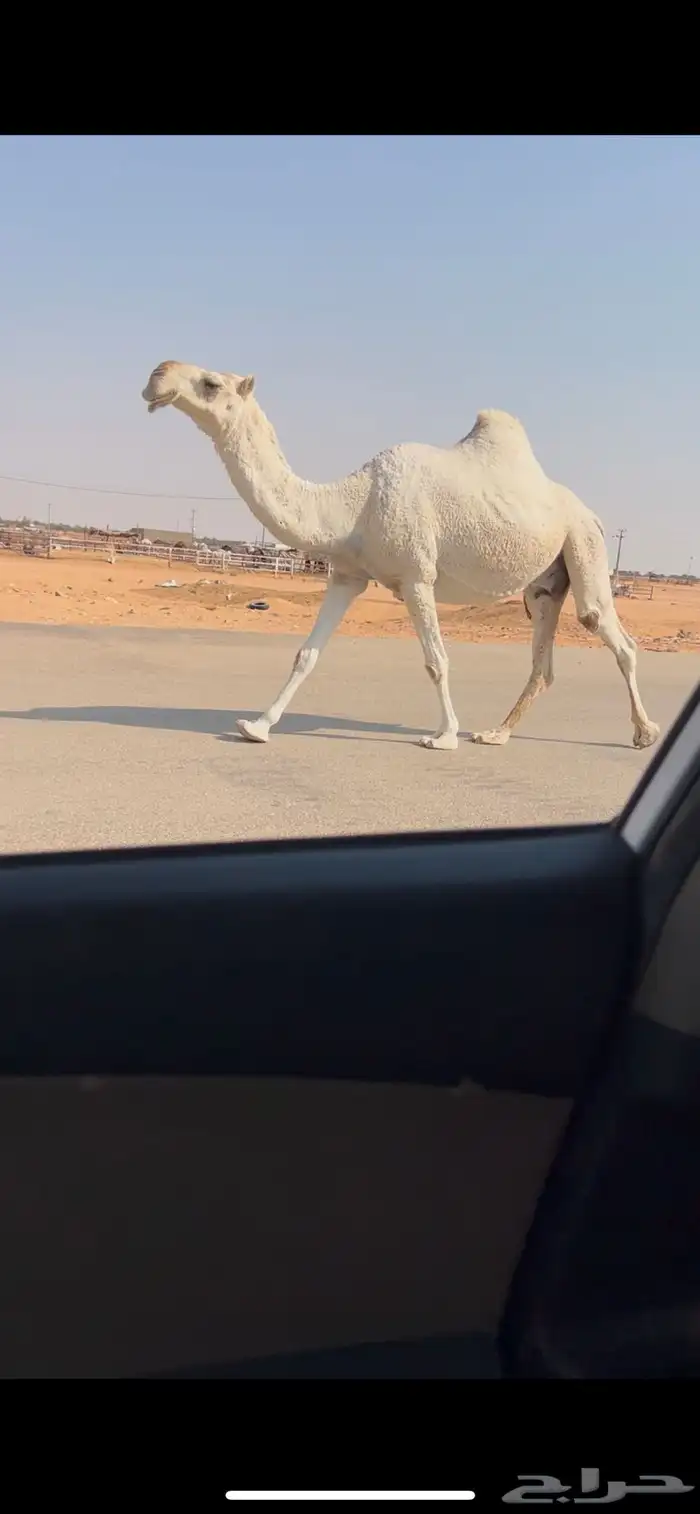 لقحه وضحا طيبه لقحه على باتلي طيب 2