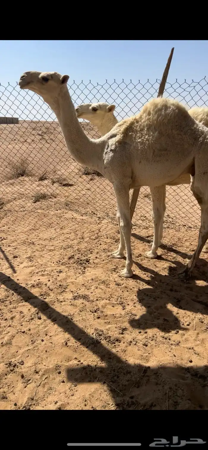حشو 0