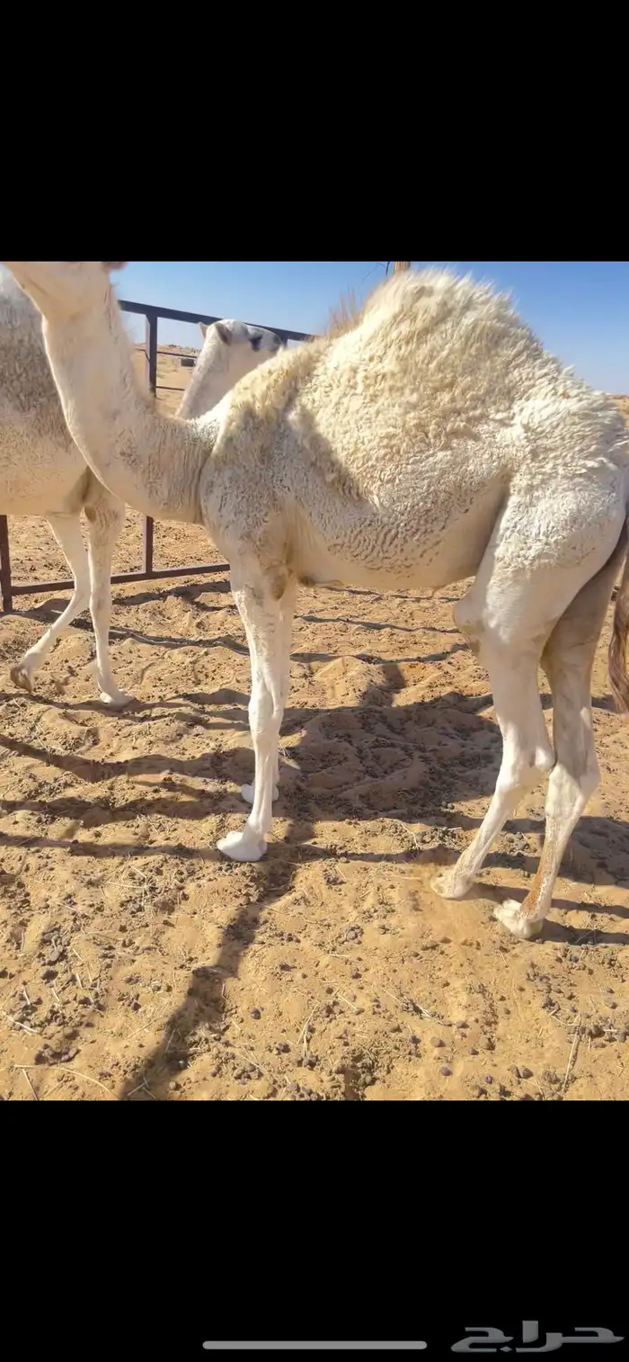 للبيع قعود 2