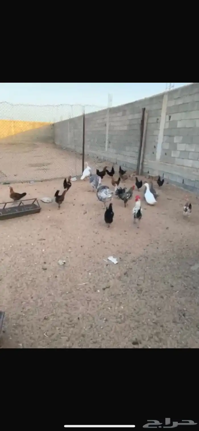 دجاج 2