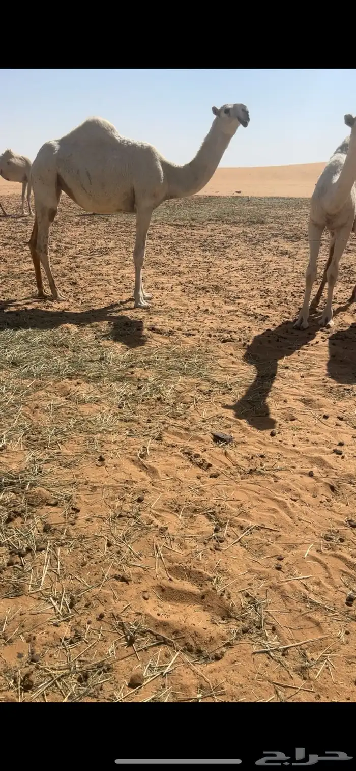 بكره مفروده باتليه 1