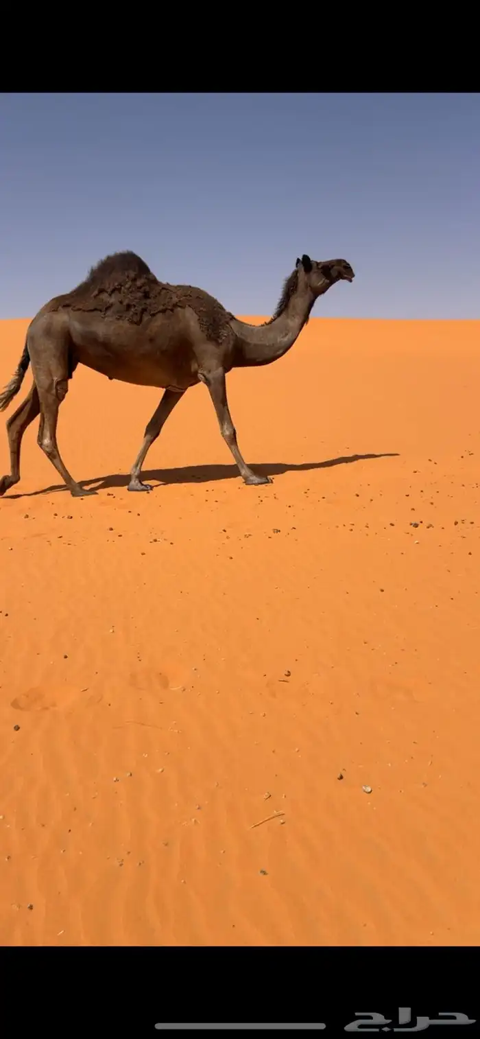 ابل مجاهيم للبيع 1