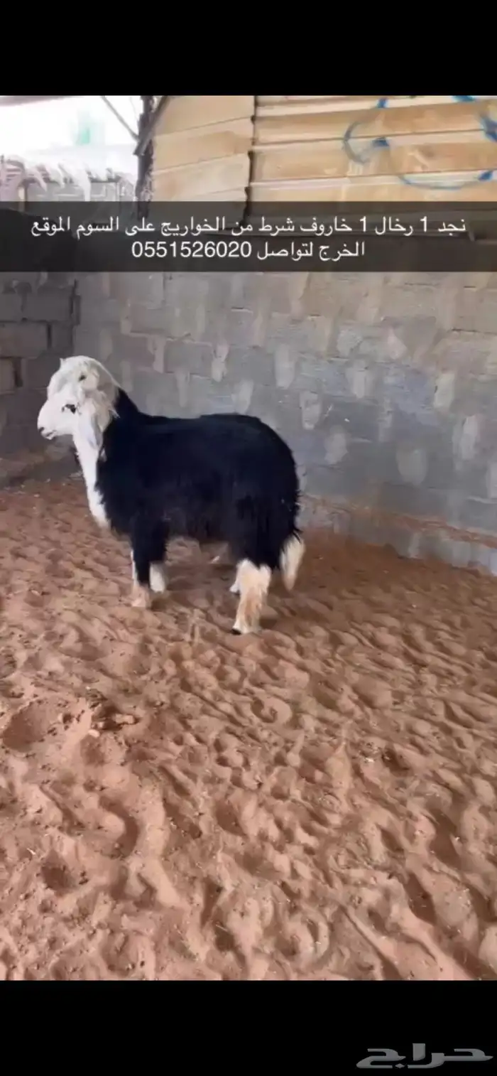 نجدي خاروف 1 رخال 1 شرط 0